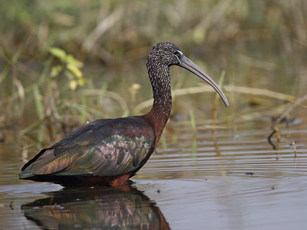 ibis hnědý - ML87827971
