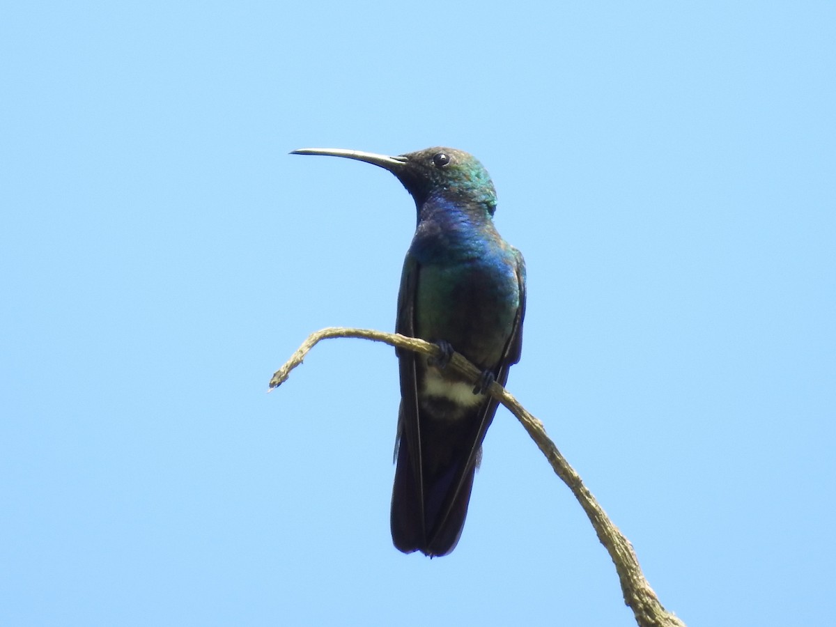 kolibřík panamský - ML87828121