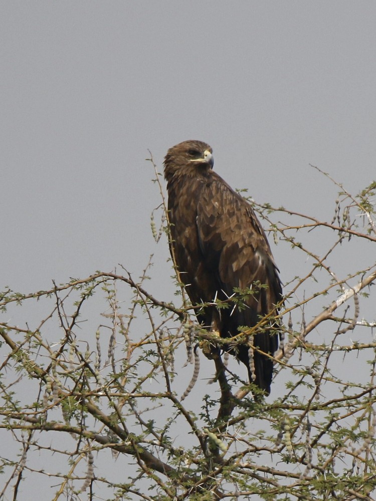 Greater Spotted Eagle - ML87828161