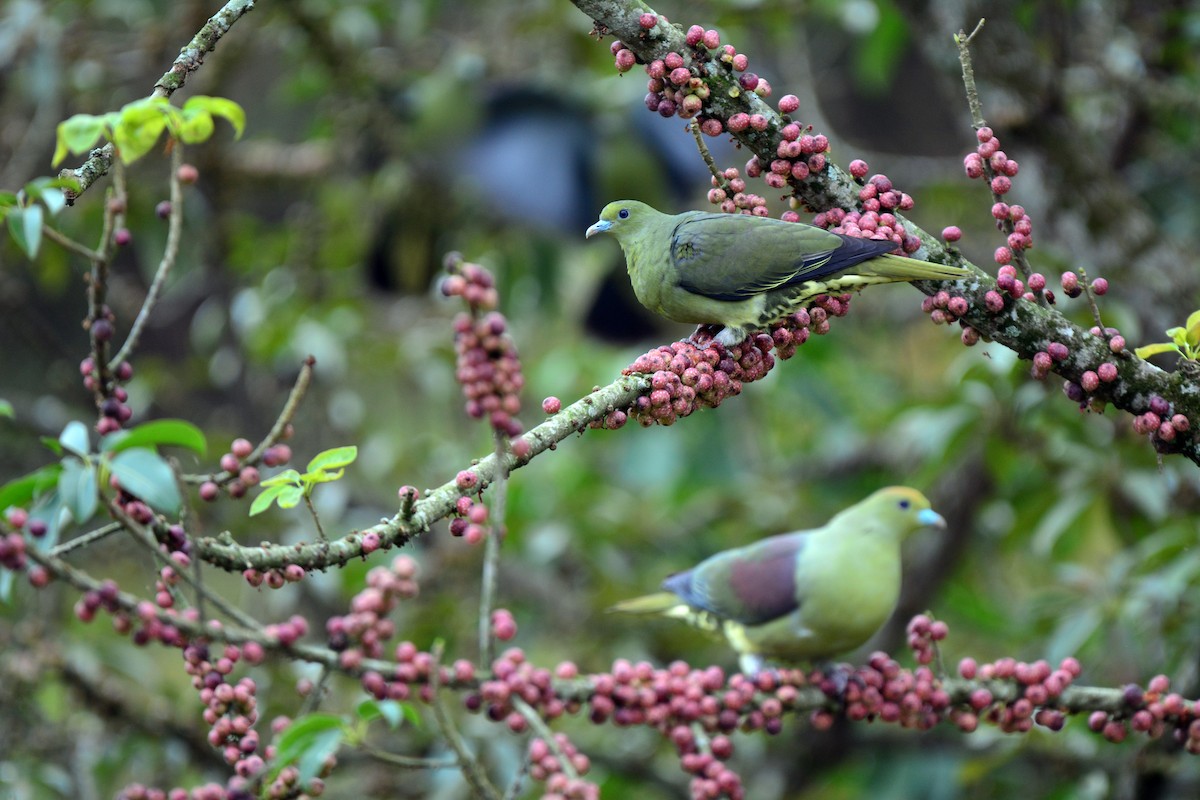 Whistling Green-Pigeon (Taiwan) - ML87828821