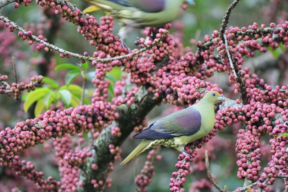 Whistling Green-Pigeon (Taiwan) - ML87828831
