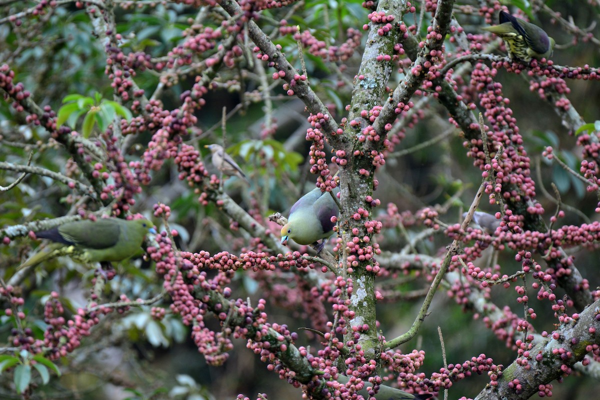 Whistling Green-Pigeon (Taiwan) - ML87828841