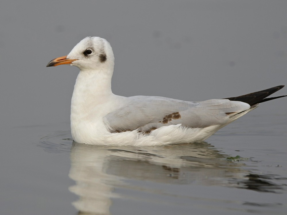 Brown-headed Gull - Subhadra Devi