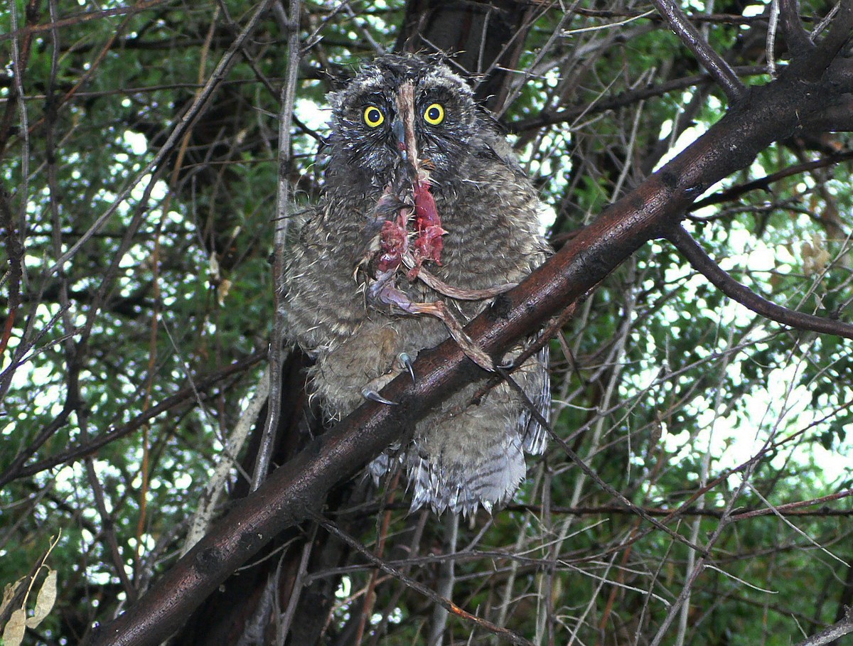 Long-eared Owl - Bill Maynard