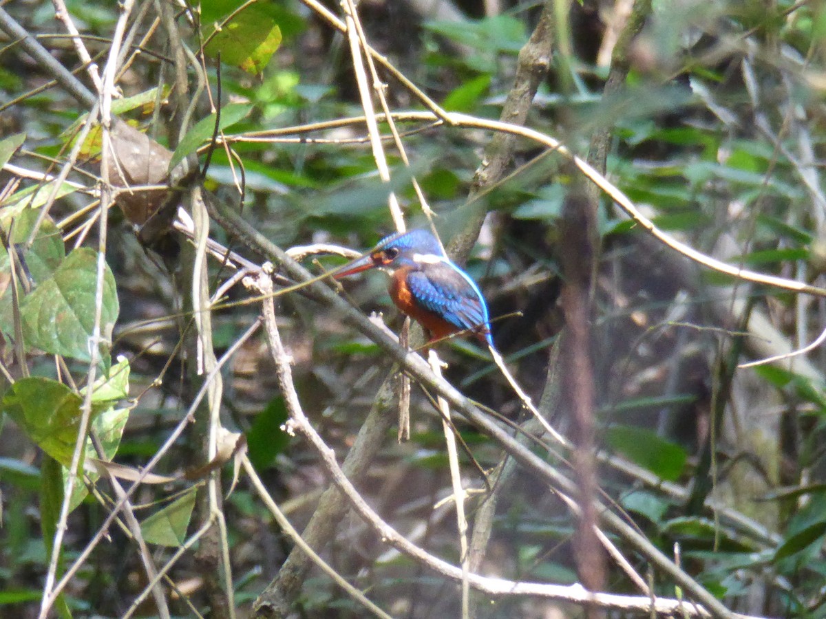 Blue-eared Kingfisher - ML87830451