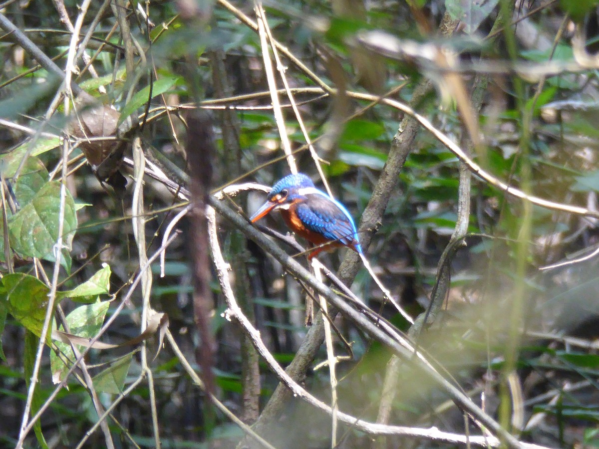 Blue-eared Kingfisher - ML87830471