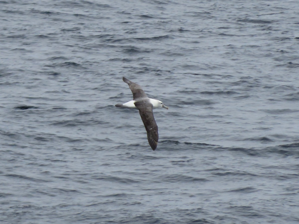 White-capped Albatross - Sue Kaehler