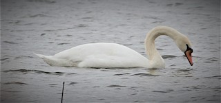 Mute Swan, ML87831651