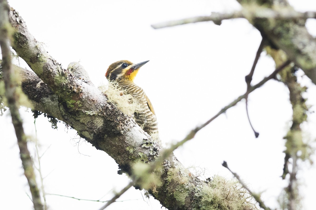White-browed Woodpecker - ML87832801