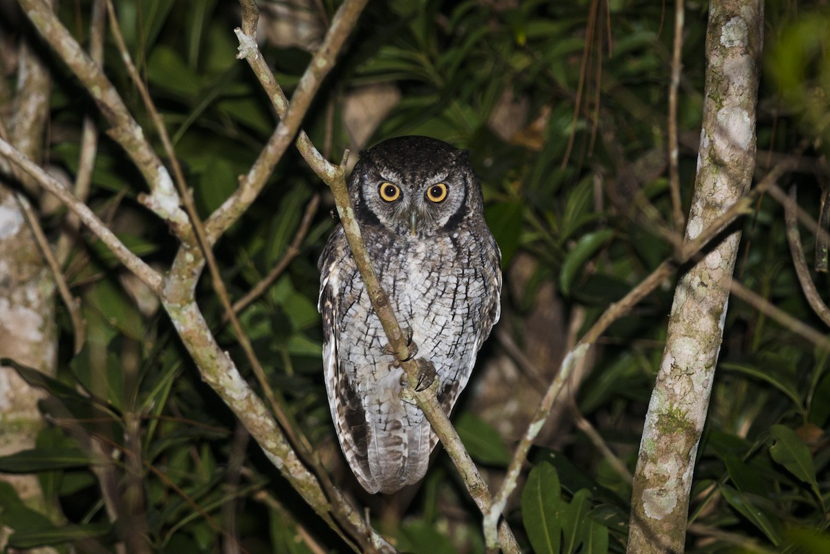 Tropical Screech-Owl - Claudia Brasileiro