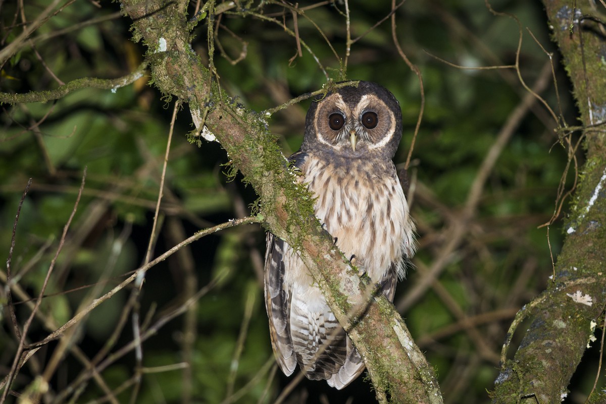Mottled Owl - Claudia Brasileiro