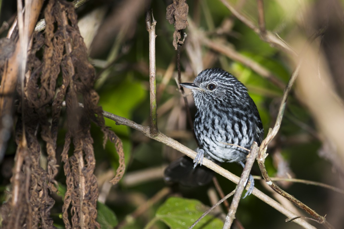 Dusky-tailed Antbird - Claudia Brasileiro