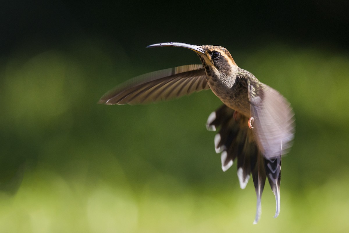 Scale-throated Hermit - ML87837291