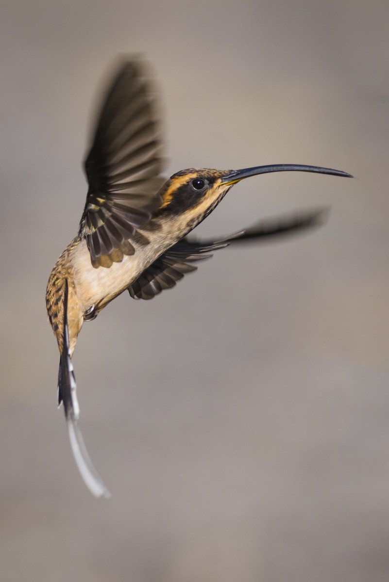 Scale-throated Hermit - ML87837411