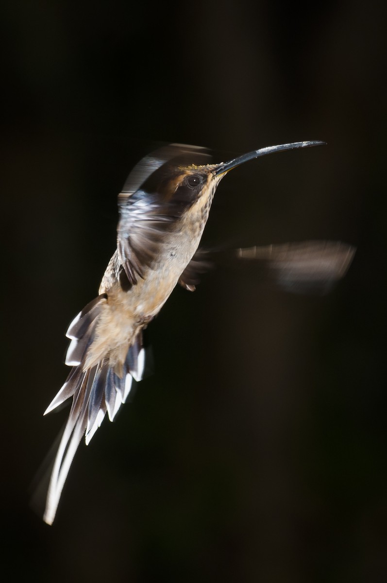 Scale-throated Hermit - ML87837561