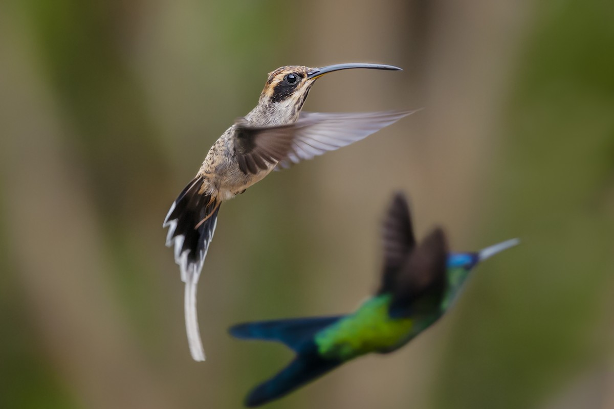 Scale-throated Hermit - ML87837581