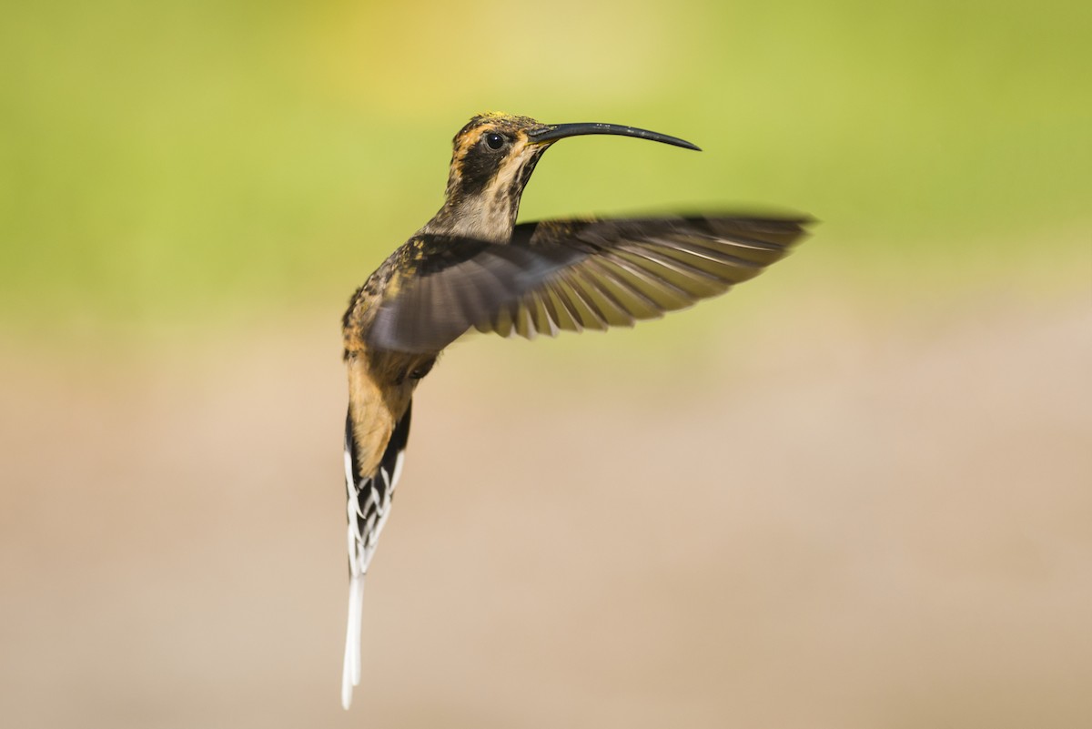 Scale-throated Hermit - ML87837621