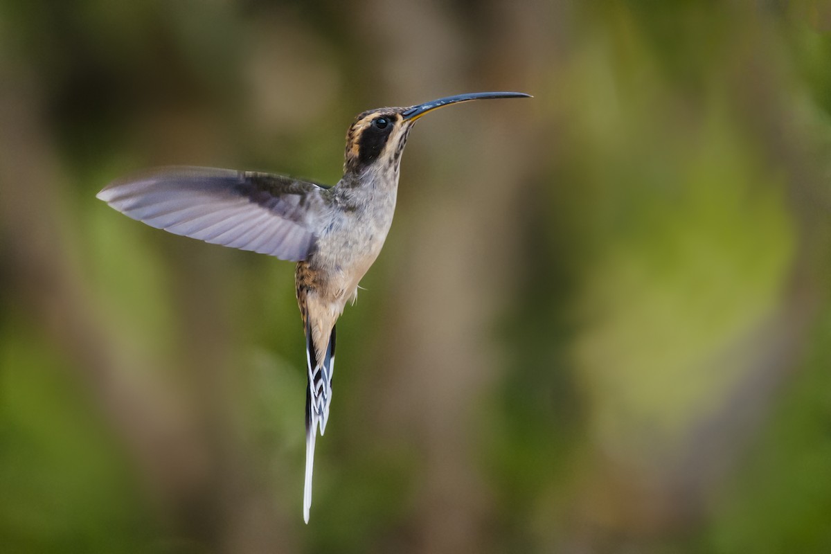 Scale-throated Hermit - ML87837631