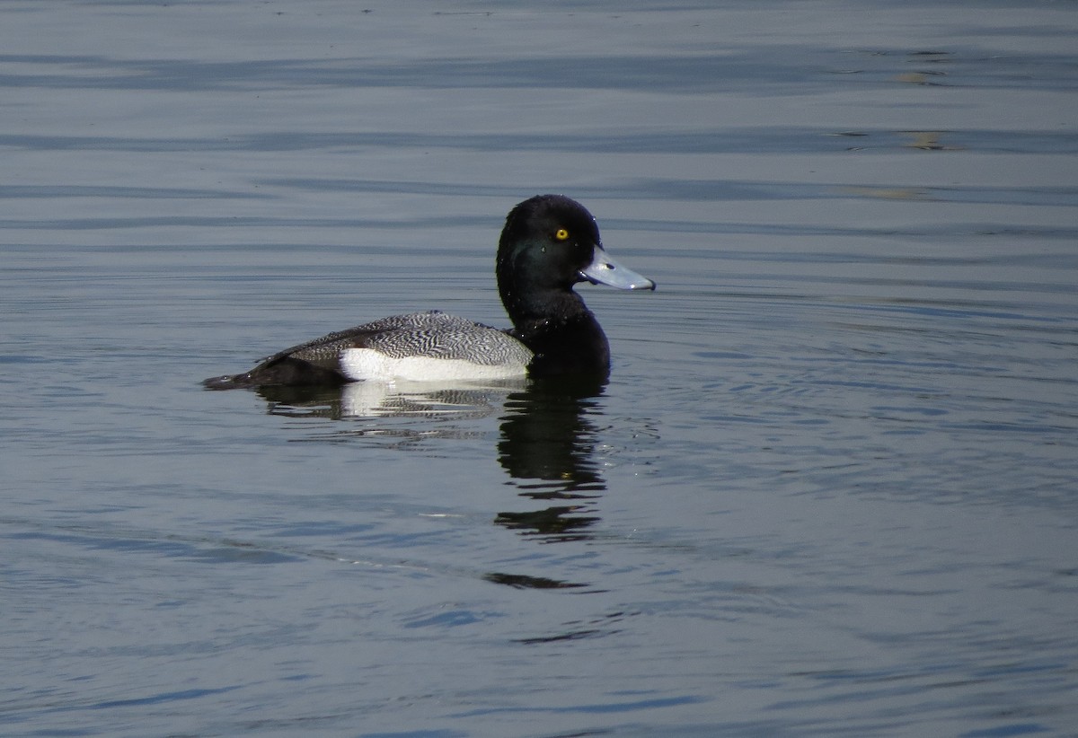 Lesser Scaup - Susan Young