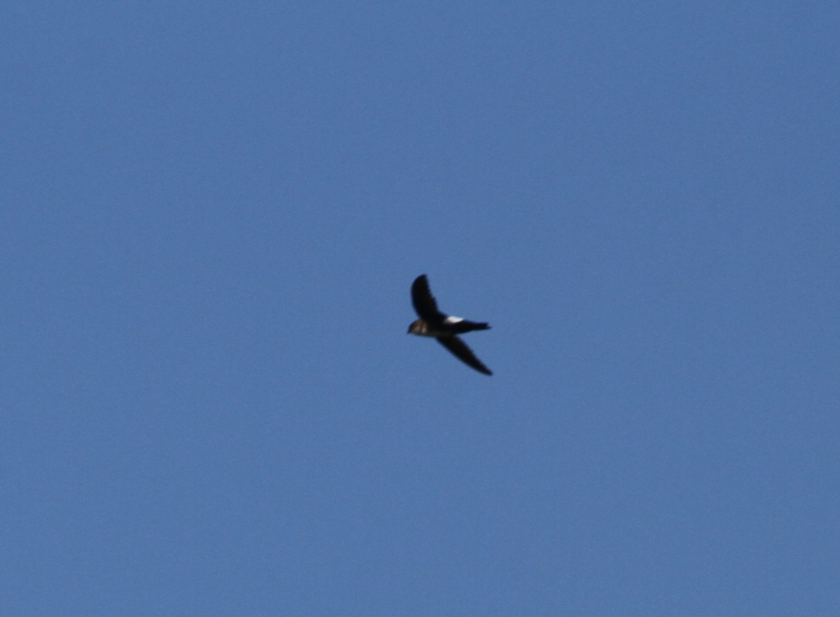 Antillean Palm Swift - Don Coons
