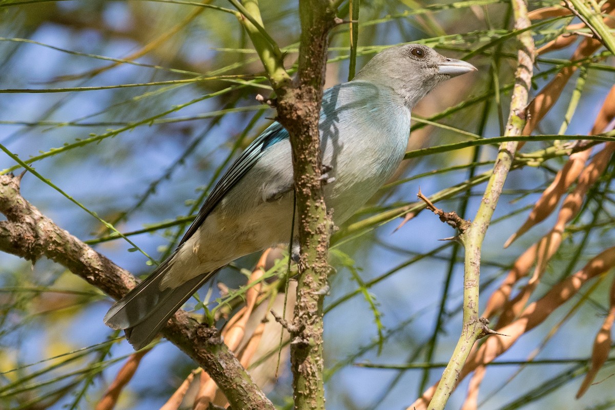 Glaucous Tanager - ML87843251