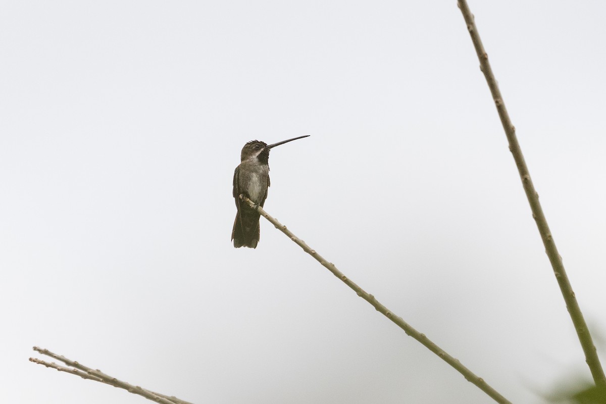 kolibřík hvězdohrdlý - ML87844311