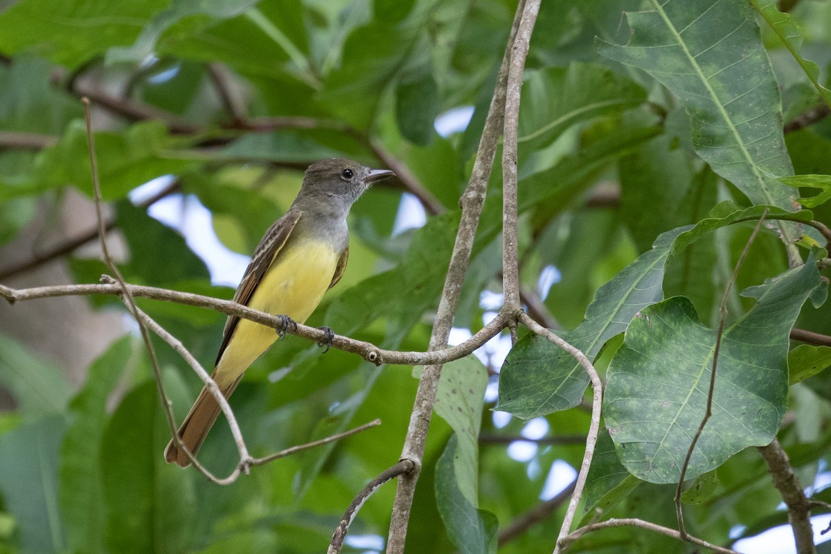 Great Crested Flycatcher - ML87845321