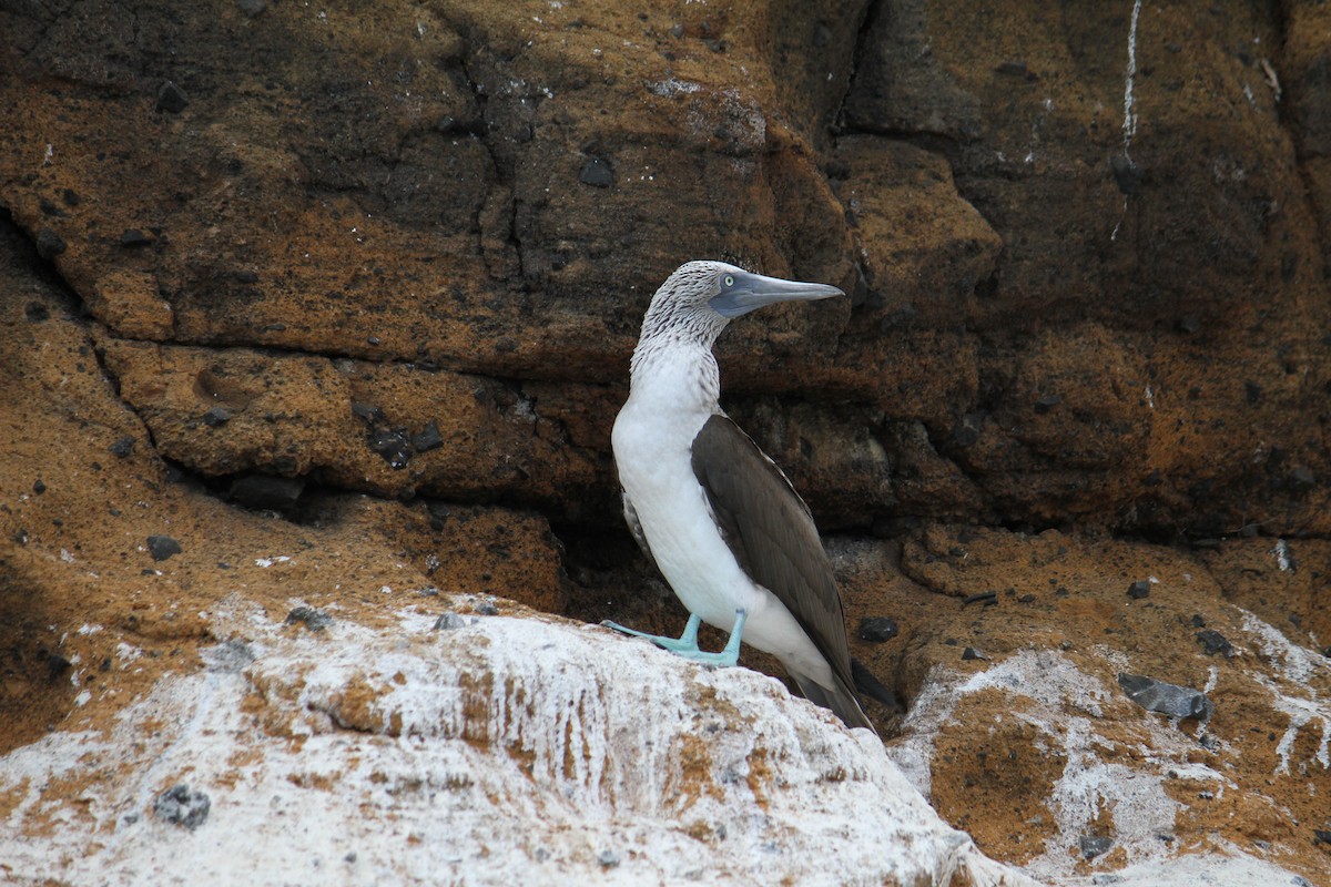 Blue-footed Booby - ML87848391