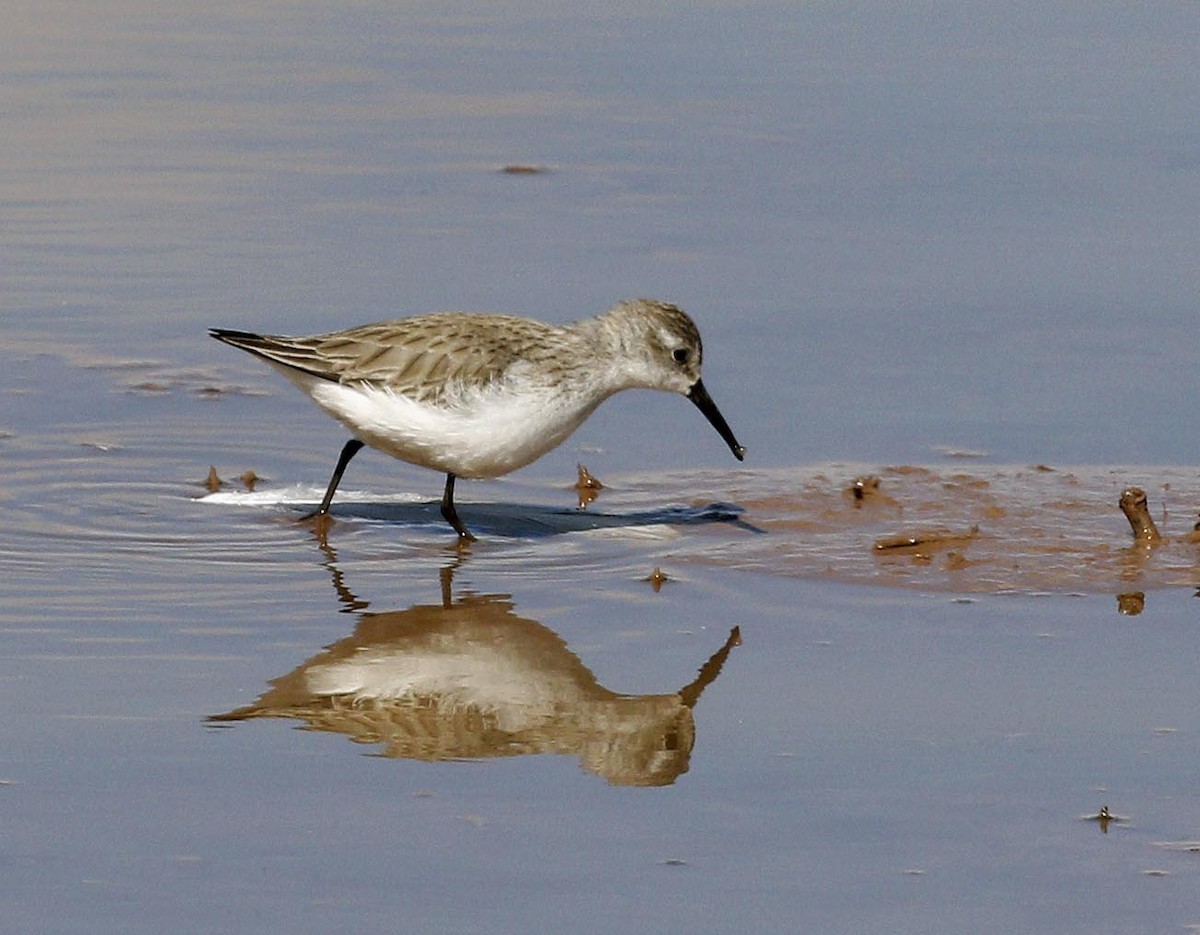 Western Sandpiper - Cathy Sheeter