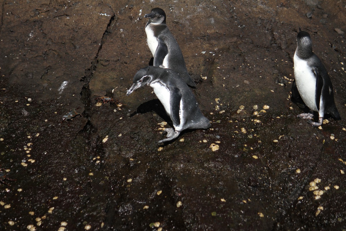 Galapagos Penguin - Ben Dudek