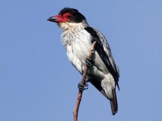  - Black-tailed Tityra