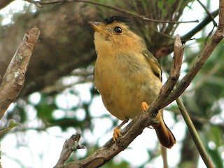  - Black-capped Piprites