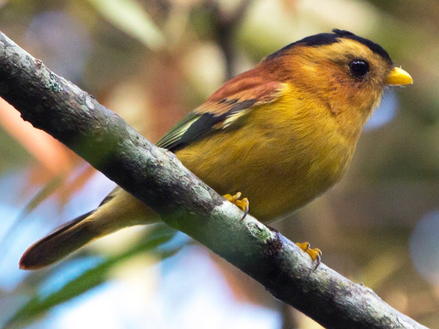 Черношапочная Пиприта - EBird