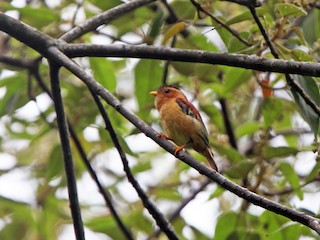  - Black-capped Piprites