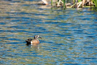 Blue-winged Teal, ML87852541