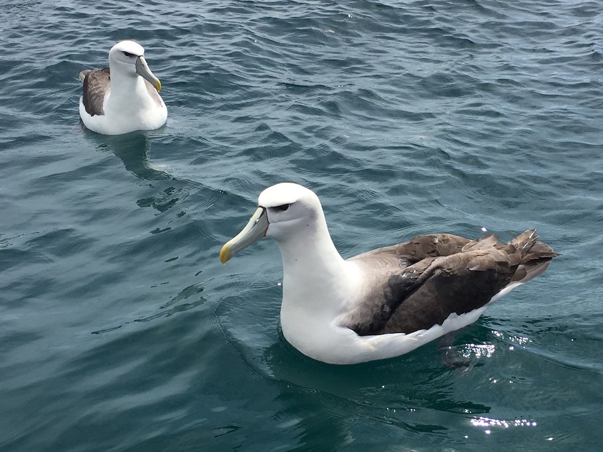 White-capped Albatross - Sue Kaehler