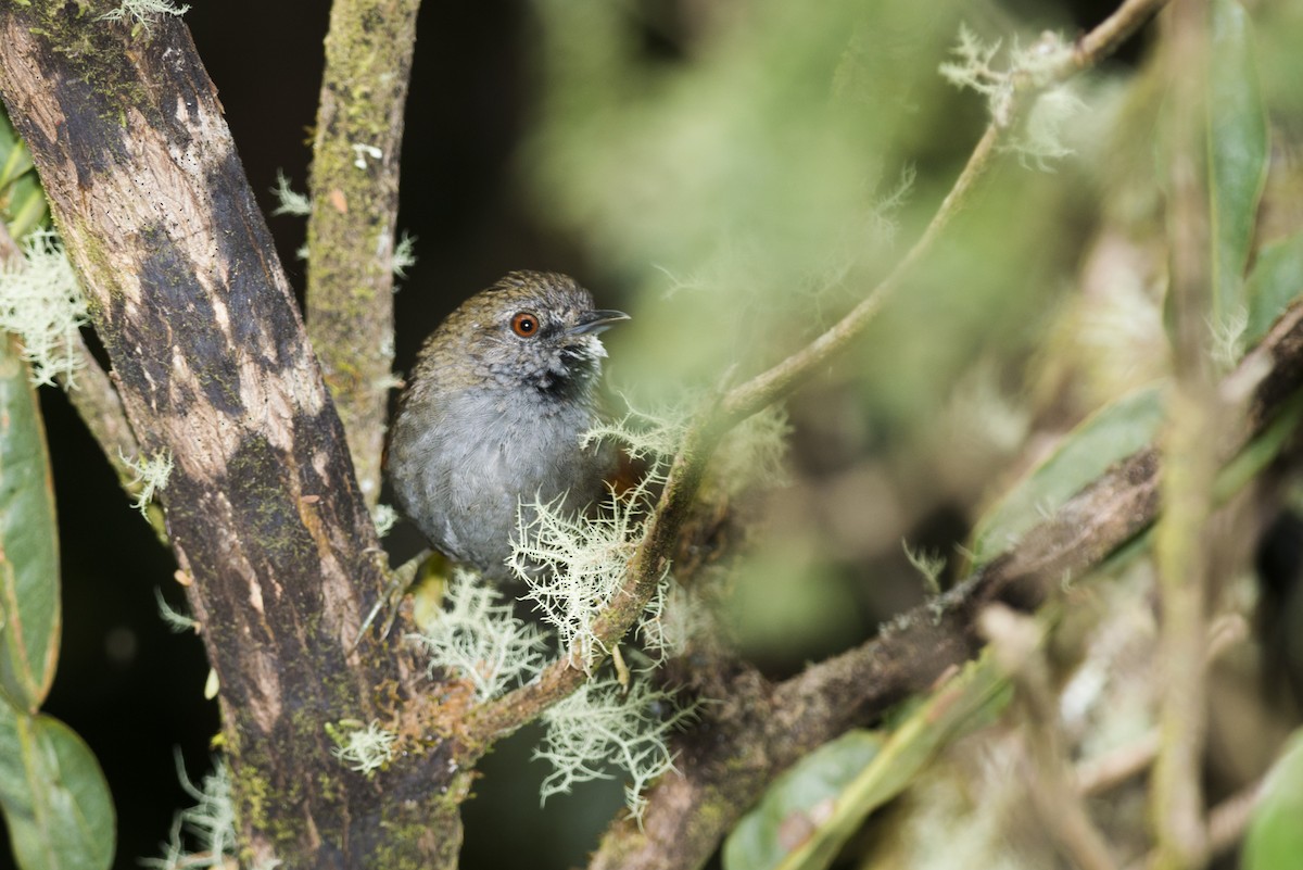 Gray-bellied Spinetail - ML87858321