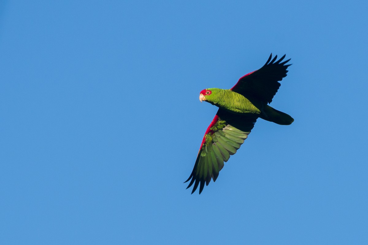 Red-spectacled Parrot - ML87858511