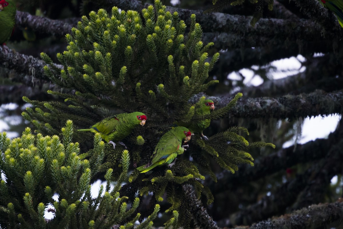 Red-spectacled Parrot - ML87858631