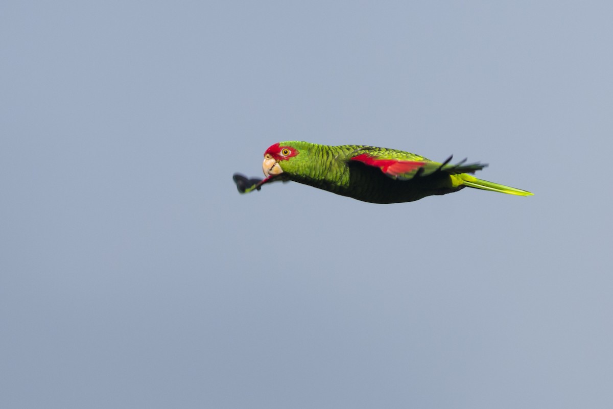 Red-spectacled Parrot - Claudia Brasileiro