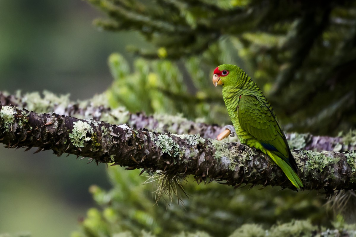 Red-spectacled Parrot - ML87858691