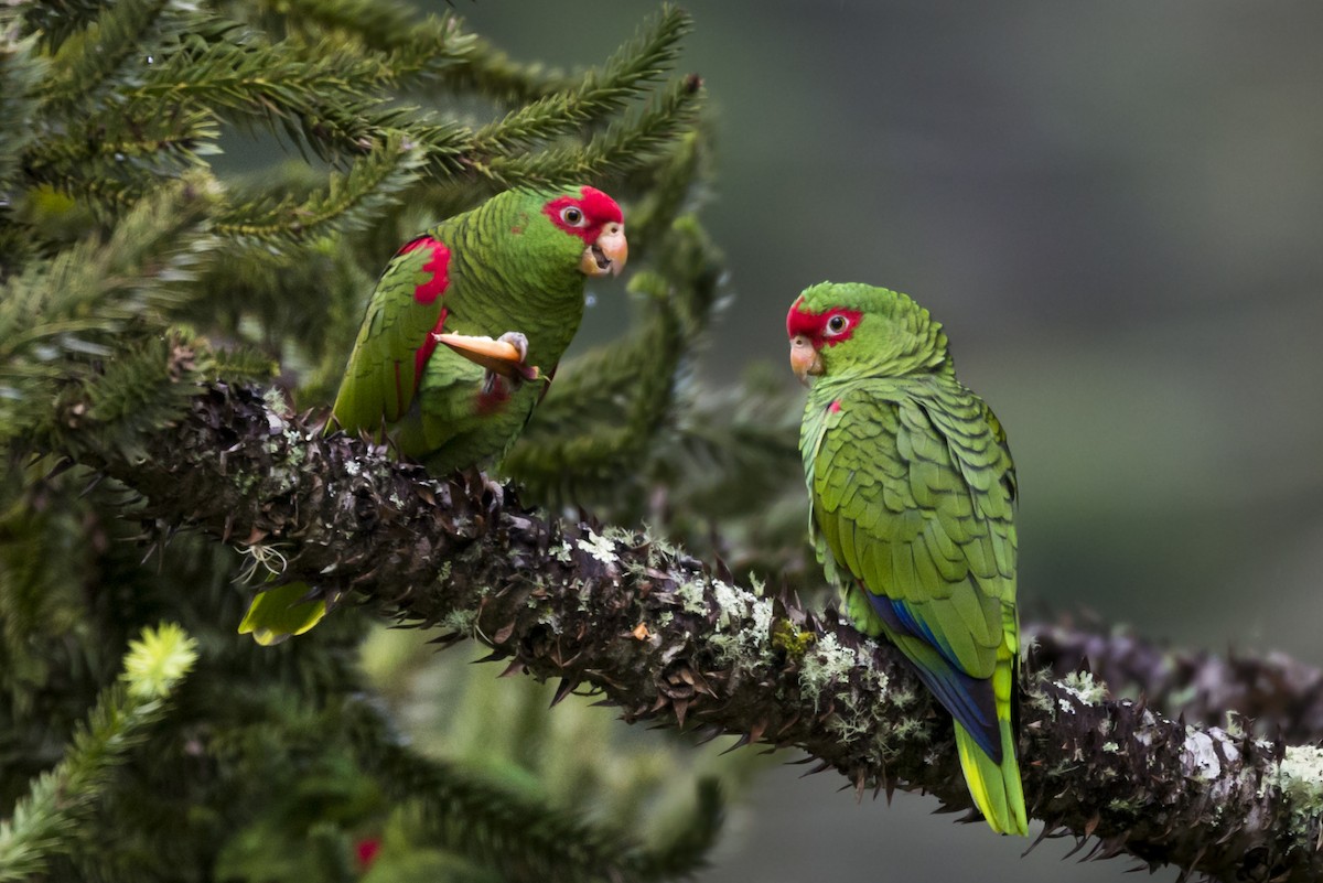 Red-spectacled Parrot - ML87858781