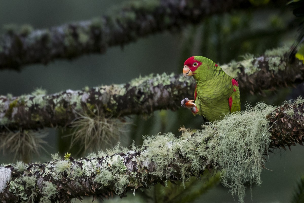 Red-spectacled Parrot - Claudia Brasileiro