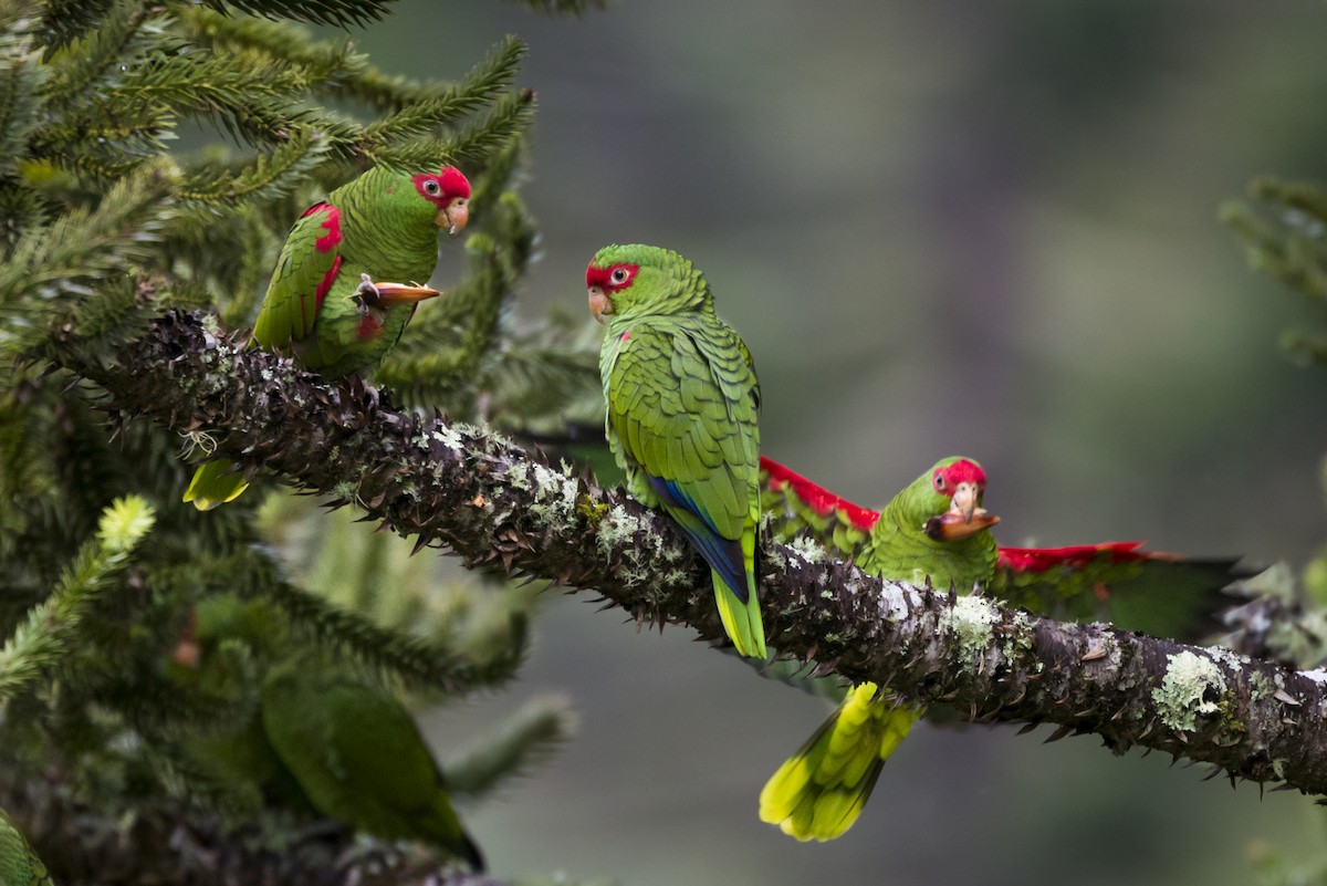 Red-spectacled Parrot - ML87858851