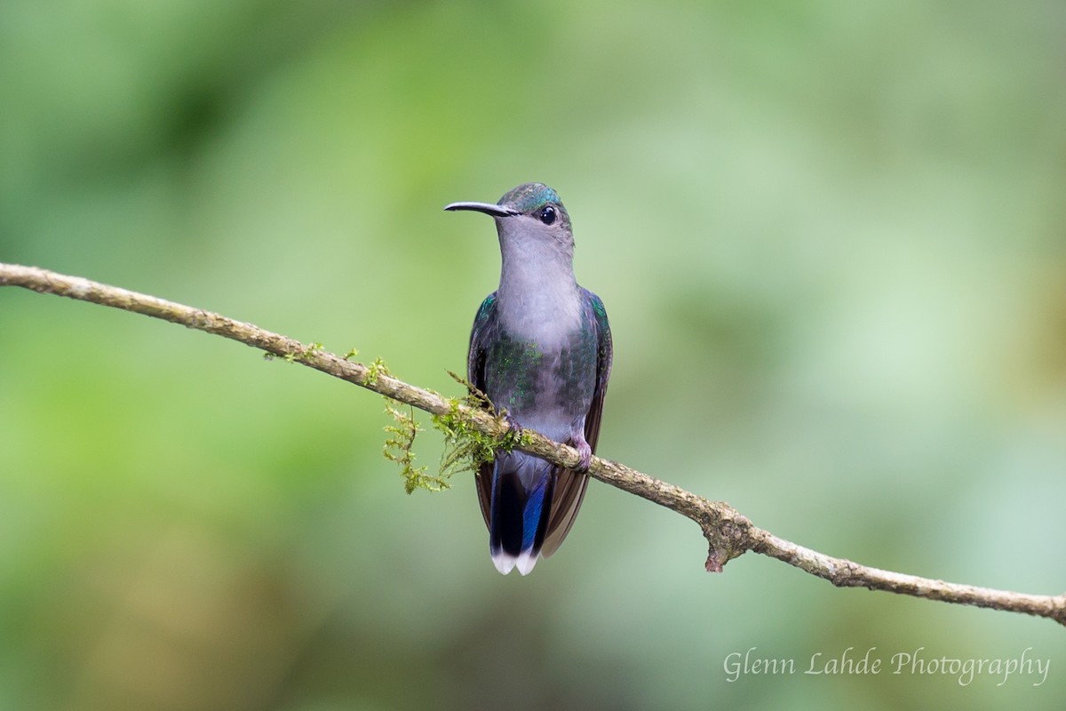 Crowned Woodnymph (Northern/Colombian Violet-crowned) - Glenn Lahde