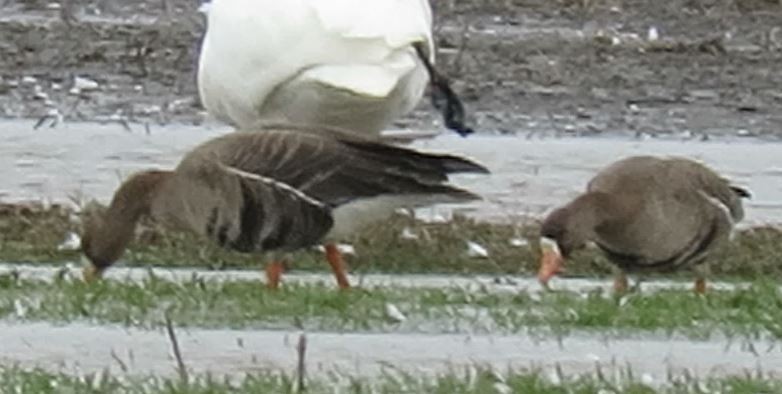 Greater White-fronted Goose - ML87861241