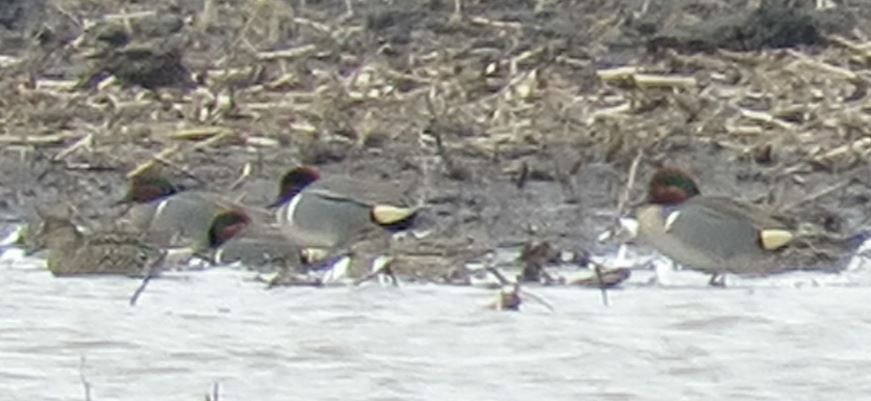 Green-winged Teal - ML87861571