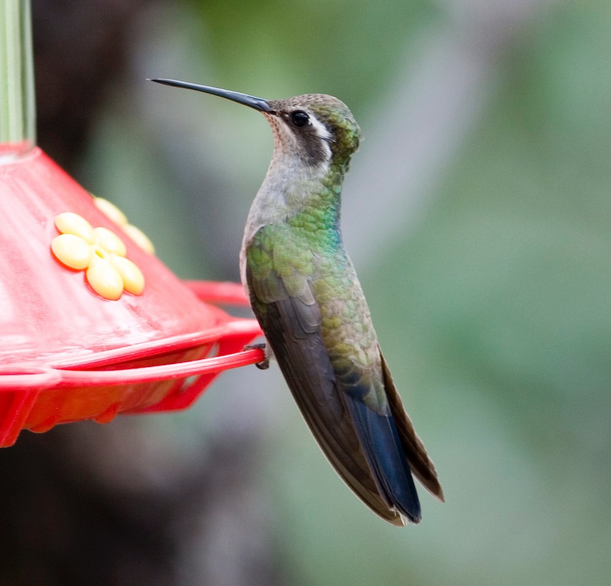 kolibřík blankytohrdlý - ML87862561