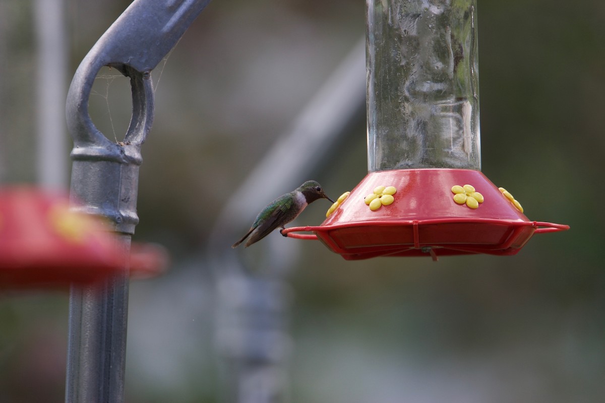 Broad-tailed Hummingbird - ML87862821