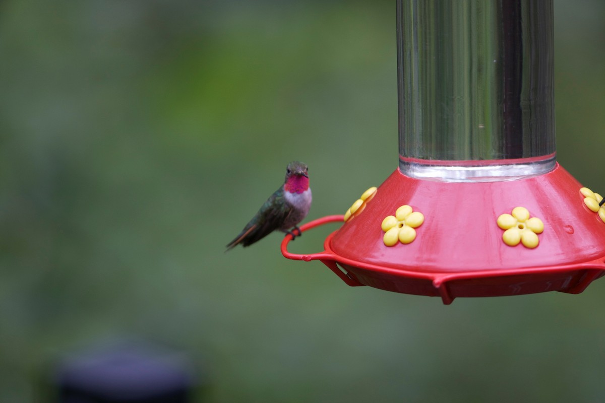 Broad-tailed Hummingbird - ML87862891